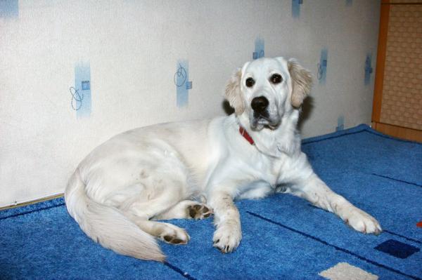 Зооняня (домашняя передержка) — фото 3